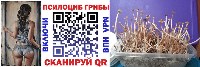 Галлюциногенные грибы Psilocybine cubensis  Баксан 